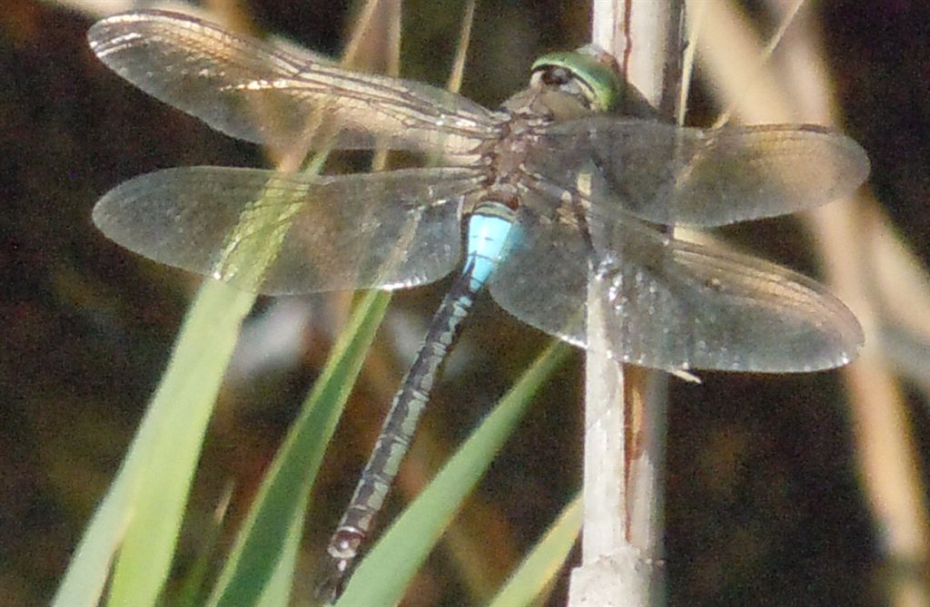 Anax parthenope